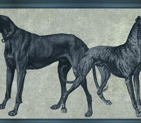 Обои Tenue De Ville ODE (CANIS-Royal)